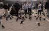 54-venice-pigeons